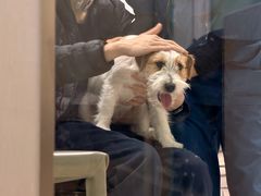 -申普宠物医院·心脏介入·心血管微创(总院)