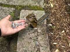 -五营红松林海景区