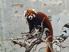 -青藏高原野生动物园
