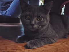 -李小姐の猫咖啡馆(五角场店)