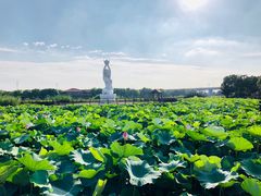 -荷塘月色湿地公园·向阳花洲