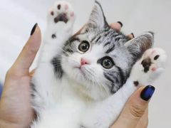 -欣宠猫屋·矮脚拿破仑·蓝金金渐层