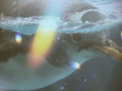 -泉城欧乐堡海洋极地世界