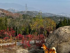 -白水寺森林公园