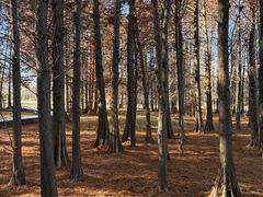 -溱湖国家湿地公园