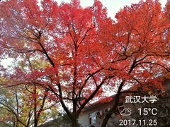 手撕包菜-武汉大学-桂园餐厅