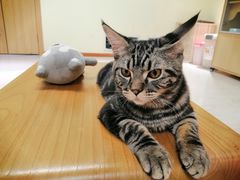 -猫和宫(六道口店)