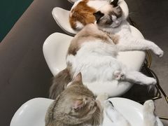 -飞行喵MR PILOT|猫舍·猫咖(静安大融城店)