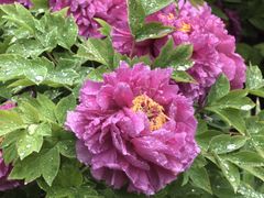 -洛阳市隋唐城遗址植物园