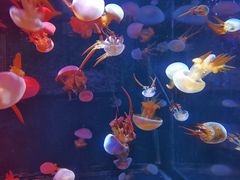 -烟台海昌鲸鲨海洋公园