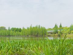 -白鹭湾湿地公园