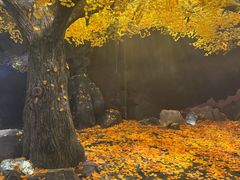 -千年银杏谷文化旅游区