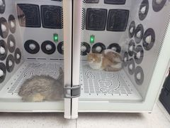 -FAELING PETS美天灵宠物(富力广场店)