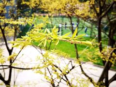 -金陵中学(河西分校)