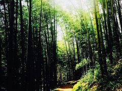 -蜀南竹海景区