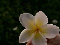 -深圳湾公园(南山区)