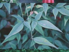 -杭州半山国家森林公园