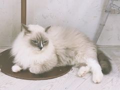 -共舞时光猫咖·狗咖(新街口店)