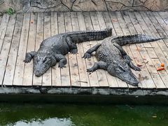 -深圳野生动物园