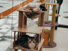 -三花喵·撸猫购宠·宠物生活馆(虹桥南丰城店)