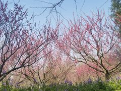 -上海海湾国家森林公园