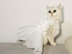-糯米喵星人总部直营旗舰店·猫舍·幼猫出售