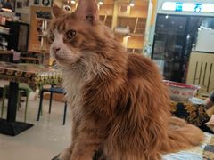 -平行世界·猫咖(首经贸店)