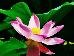 -莲花池公园