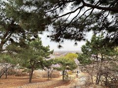 -北京西山国家森林公园