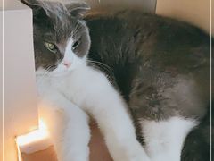 -猫儿山۰猫主题餐厅