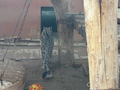 -青藏高原野生动物园