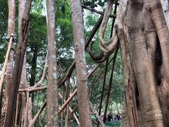 -中国科学院西双版纳热带植物园