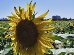 -汉长安城未央宫国家考古遗址公园