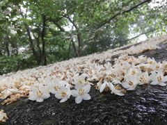-崂山巨峰游览区