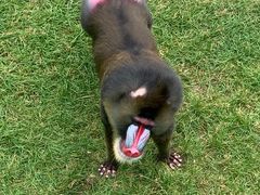 -西霞口神雕山野生动物世界