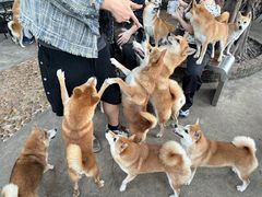 -柴犬高等学院·狗咖·柴犬售卖·宠物训练