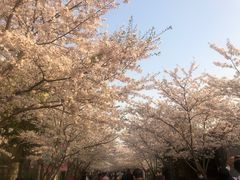 -高东镇樱花园