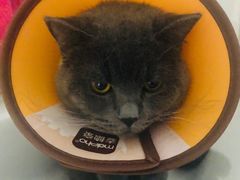 -佑安动物医院·全科·内窥镜中心(幸福巷店)