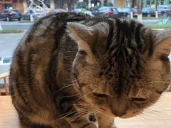 -猫友咖啡店(玉林西路店)