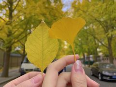 -三里屯东五街银杏大道
