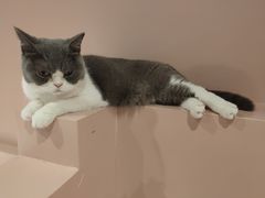 -猫儿山۰猫主题餐厅