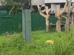 -沈阳森林动物园