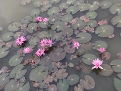 -大湾区中央湿地公园