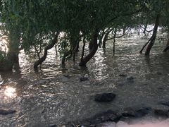 -宝安西湾红树林湿地公园