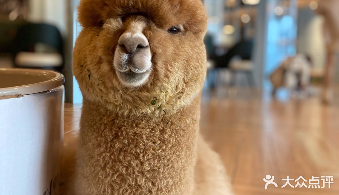 咖｜2只驼驼+27只猫猫的至尊服务