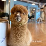 咖｜2只驼驼+27只猫猫的至尊服务