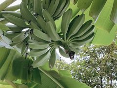 -云溪植物园