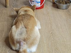 -是阿柴呀！柴犬咖啡·爱喵喵猫咖