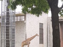 -石家庄市动物园