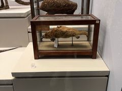 -四川大学博物馆